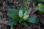 Striped gentian